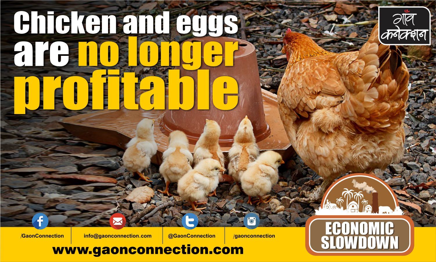 Download Poultry Industry In Trouble Due To The Rise In The Price Of Chicken Feed