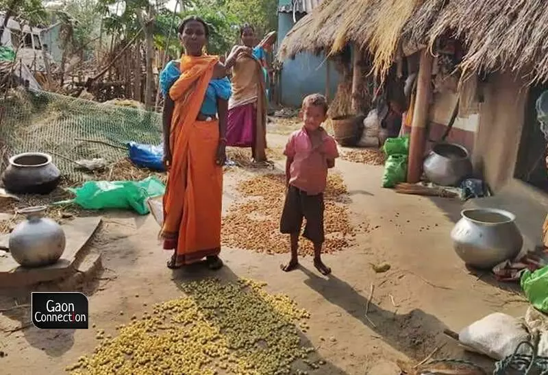 800px x 547px - Odisha: Mayurbhanj's tribal families toil in the mahua season while the  middlemen flourish