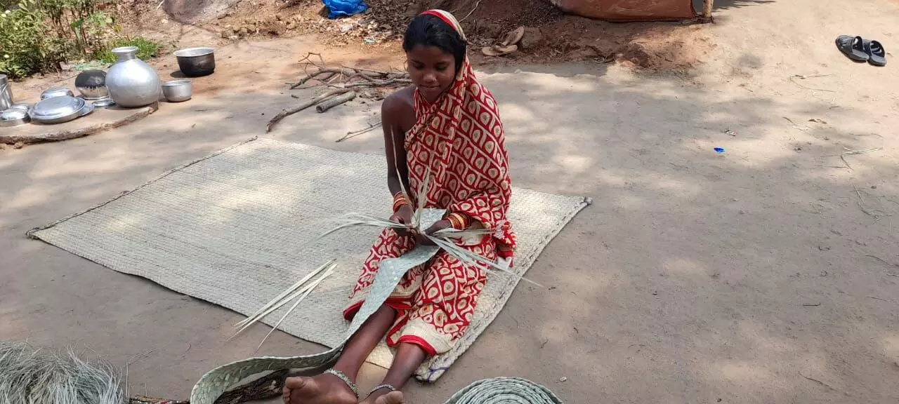 How a creeper plant helps tribals in Odisha eke out a living