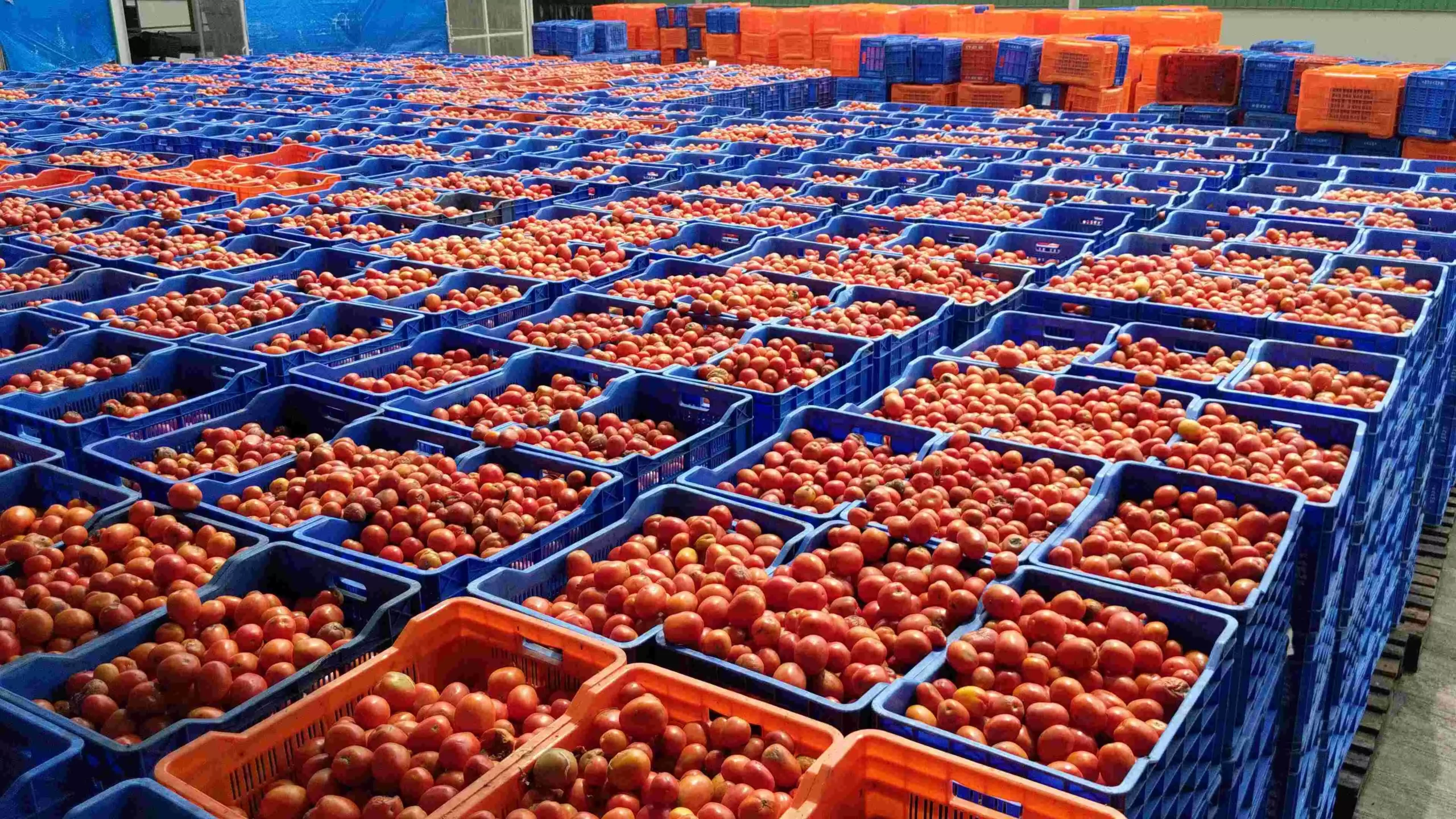 On September 25, a total of 50 trucks, unloaded tomatoes at Pipalgaon. This quantity was too less compared to the other days. 