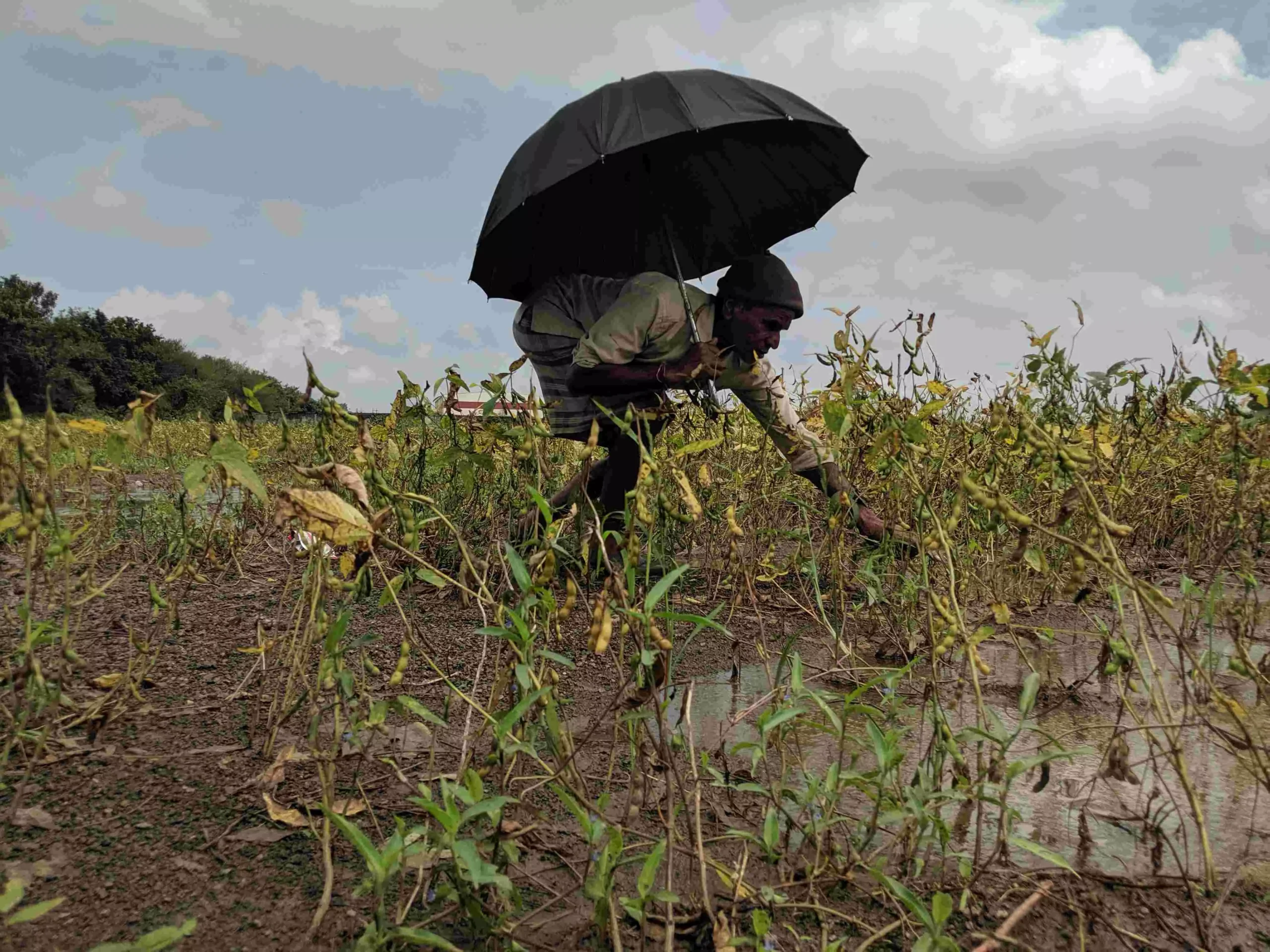 Farmers are talking about giving up on soybean farming