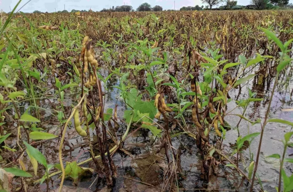 In Madhya Pradesh, nearly 60 lakh hectares of Kharif crop was ravaged by heavy rains, which has affected 22 lakh farmers