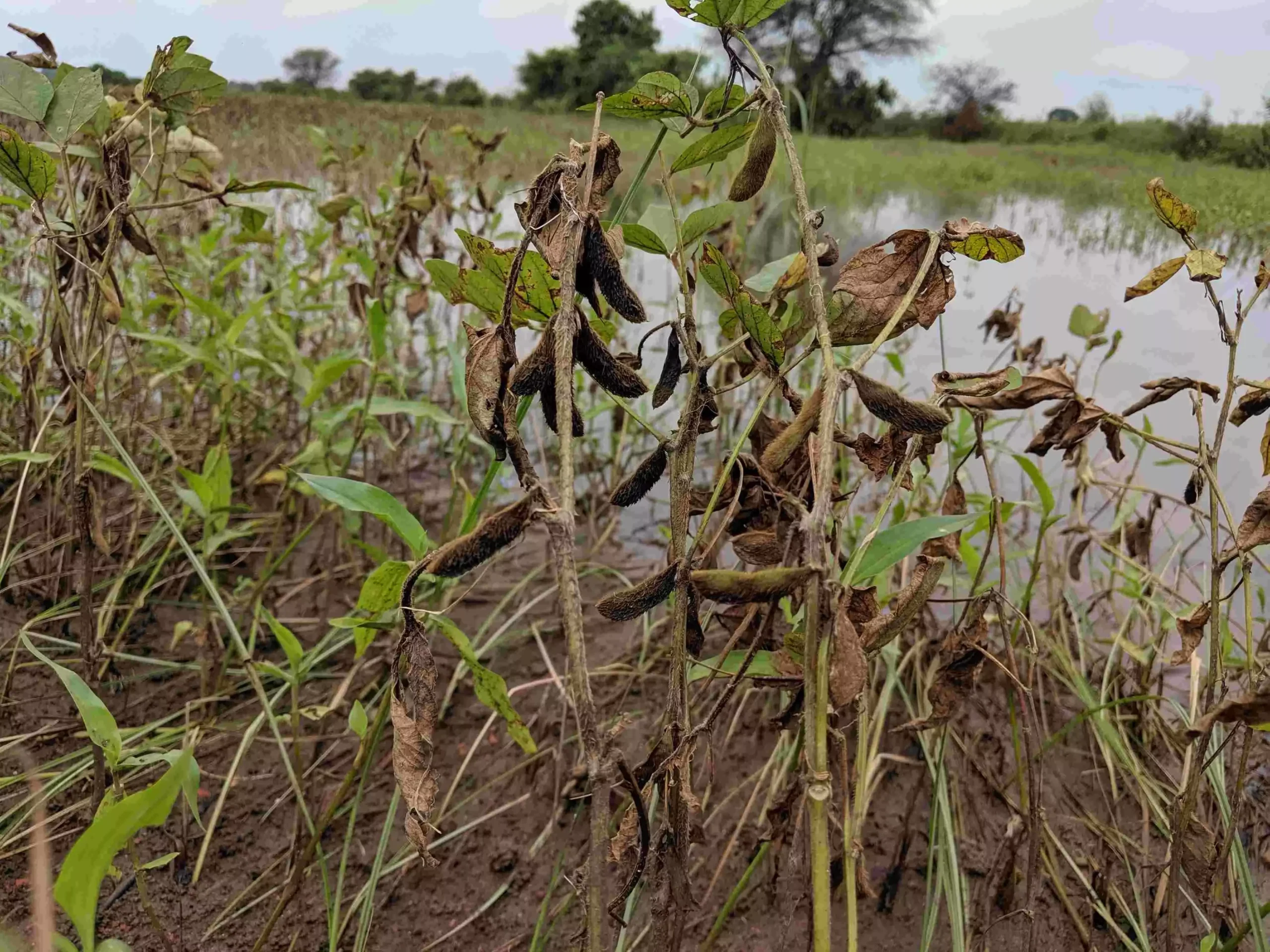 Many farmers in the state are bearing the brunt of heavy rainfall, which from the past two months has been damaging soybean and urad crop.