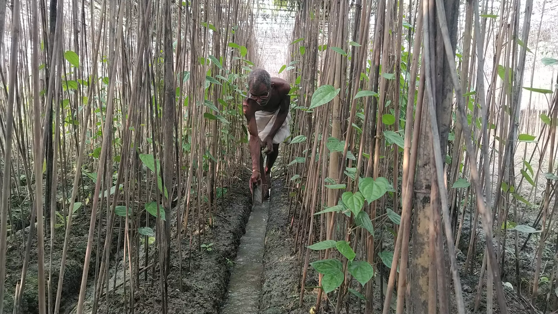 जड़ों को पानी देते पान किसान रामकृष्ण चौरसिया। पान के पौधे को पानी की बहुत अधिक जरुरत होती है, बशर्ते यह जड़ में जाएं। पत्तों पर अधिक पानी पड़ना इसके लिए नुकसानदायक होता है।