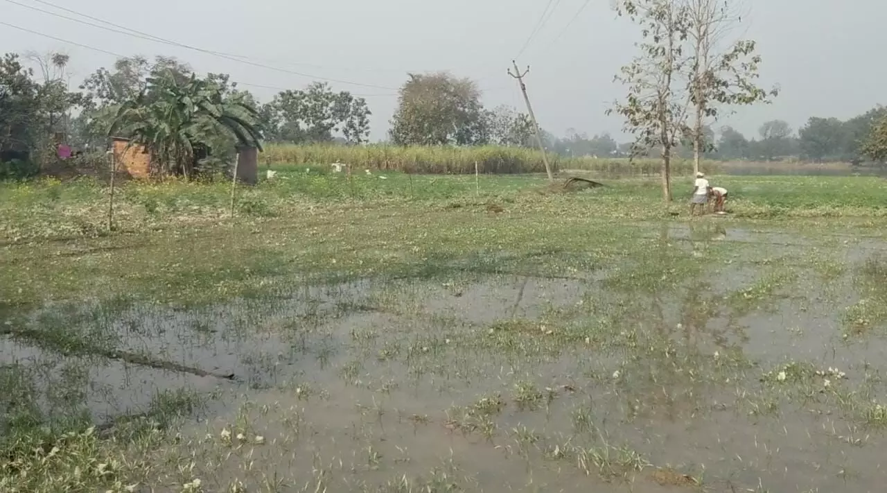 परिवार के एक सदस्य के साथ अपने सब्जी के खेत में बचा हुआ फसल निकालते बुद्धिराम (फोटो- दया सागर)