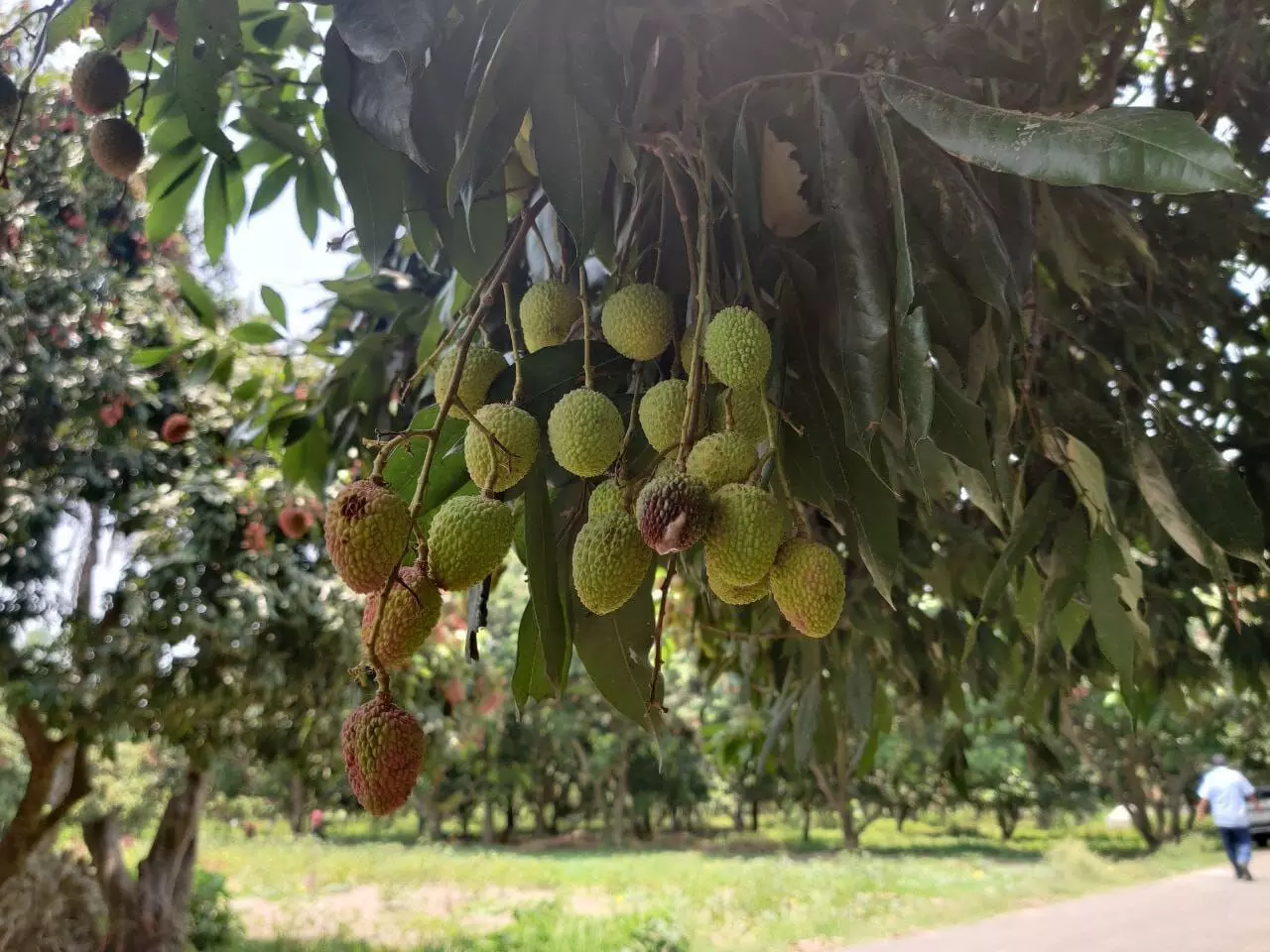 Globally, India produces the highest quantity of litchi next only to China. Photo by Lovely Kumari