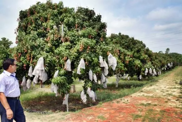 Bagging in litchi. Photo by ICAR