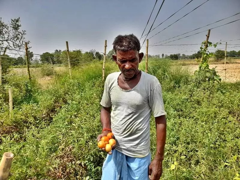  Lakhan Lodhi, the tomato farmer from Unnaos Balau Khera village said that he was getting Rs 1,300 for a crate of tomato — a multifold rise from the usual rate of Rs 250-Rs 300 which he has got in the last few years. Photo by Sumit Yadav