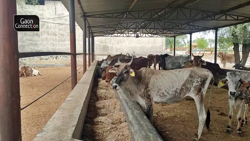 Many cattle rearers told Gaon Connection on the condition of anonymity that they have no option but to gradually decrease the fodder intake of their animals resulting in their ultimate death from starvation.