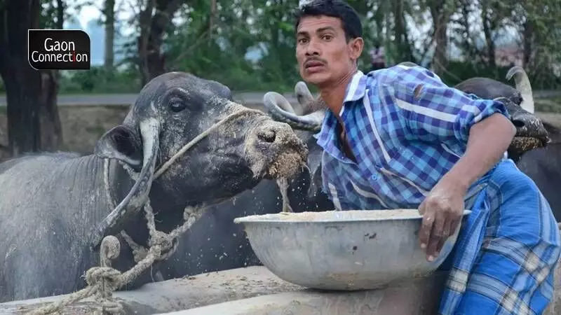 The cattle rearers in the state are at their wit's end as spiralling fodder prices, prolonged heat and water scarcity is forcing them to sell their cattle at throwaway prices. Some are even abandoning them.