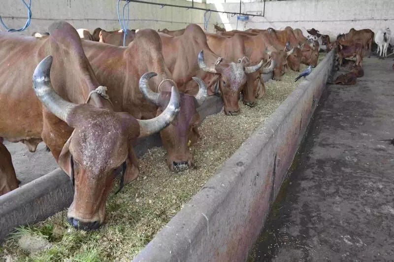 The lower production of wheat crop has single handedly been the biggest factor that has caused a shortage of fodder in the markets. 