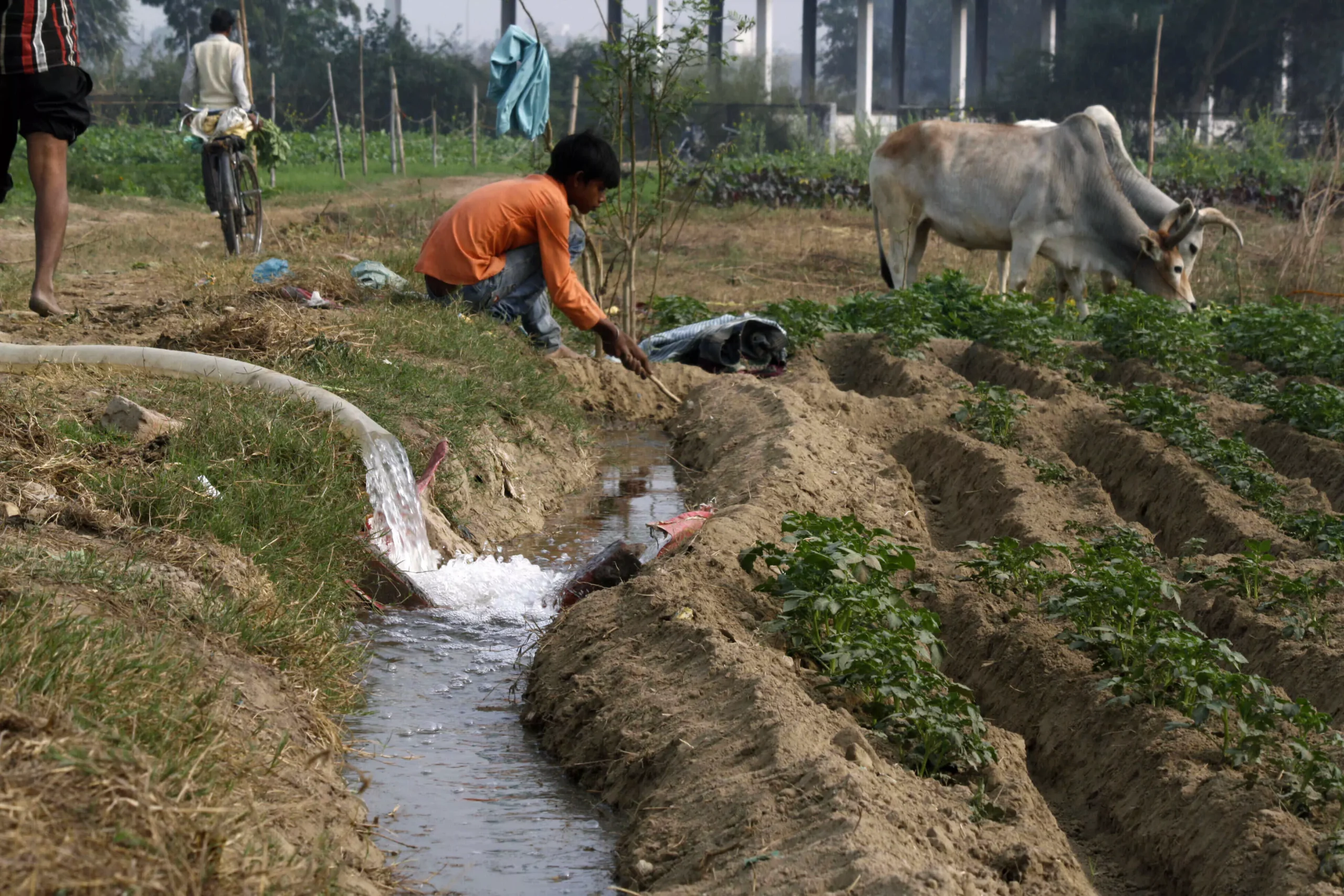 As per sources in the Irrigation and Water Resources Department, as much as Rs 25 million is annually spent on the repair, maintenance and desilting of the canal network in Sitapur district alone.