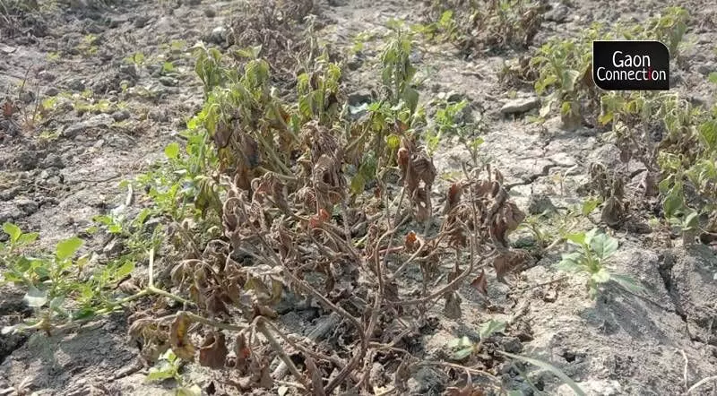  If the heatwave conditions are simulated in lab conditions, the oil content will increase. But out in the open, farmers are at a loss because heatwave conditions cannot be controlled and result in damage to the crops. Photo by Virendra Singh