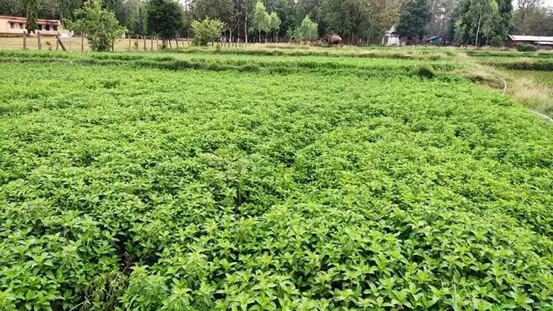 The farmers' decision to cultivate crops like watermelons instead of mentha had also resulted in the reduction of the acreage of mentha this year.