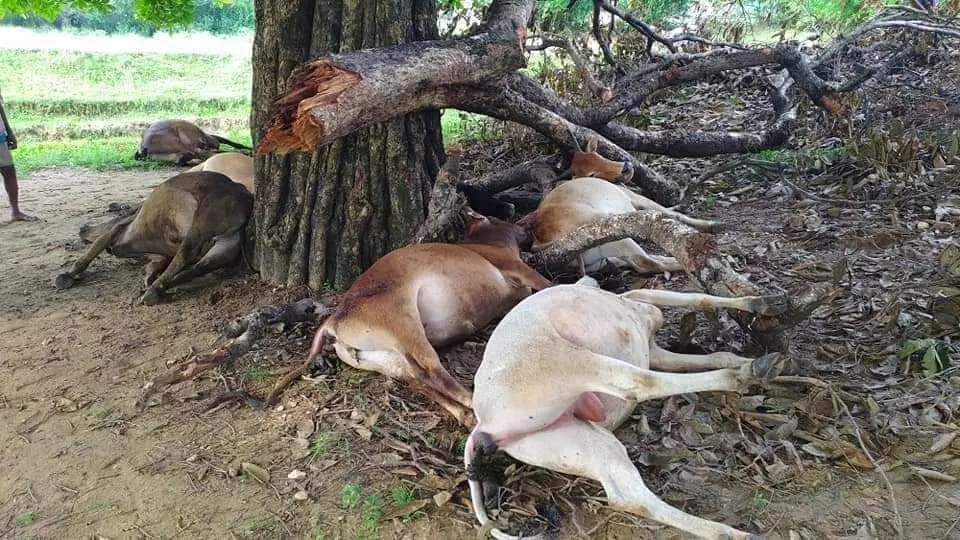 Livestock died due to lightning strike in Marauna panchayat of Supaul district. Photo: Anuj Jha