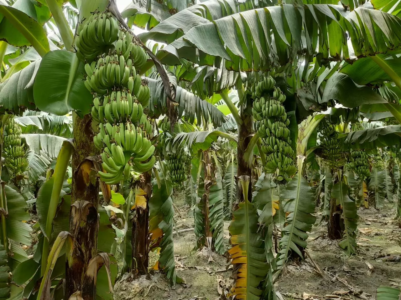 Bananas grown from tissue culture are healthy and pest resistant, besides being uniform in size and appearance, when compared to those grown out of rhizomes