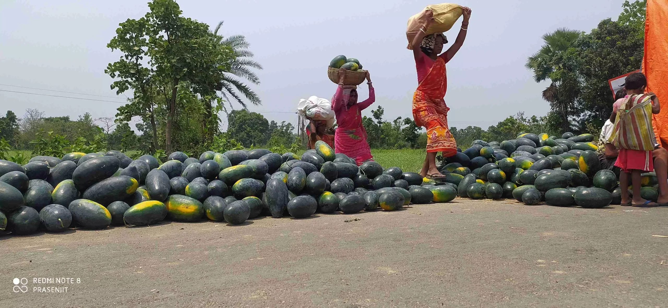 The market demand of this crop is 50-60 MT on a daily basis. Photo: By arrangement