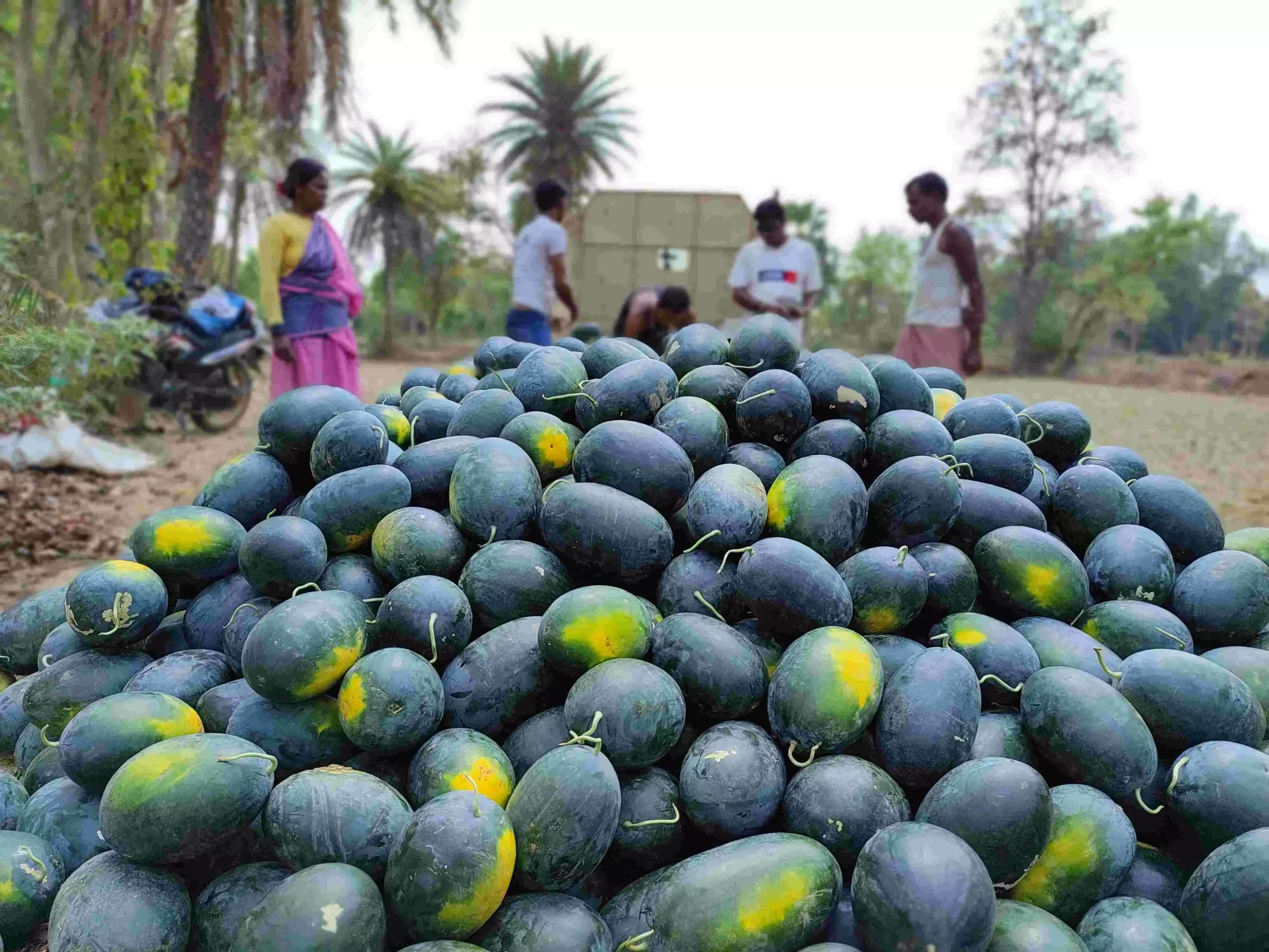 For the past two years, some farmers have taken up watermelon cultivation and are earning huge profits. Photo: By arrangement