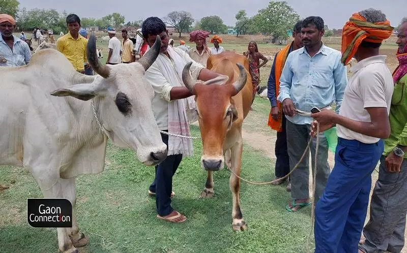  Farmers gather for the weekly cattle fair held in Pathar village of Palamu district, Jharkhand.