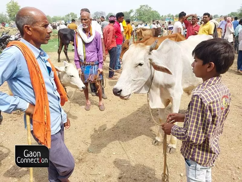 Pathar cattle fair is one of the largest markets in the state for the purchase and sale of bullocks.