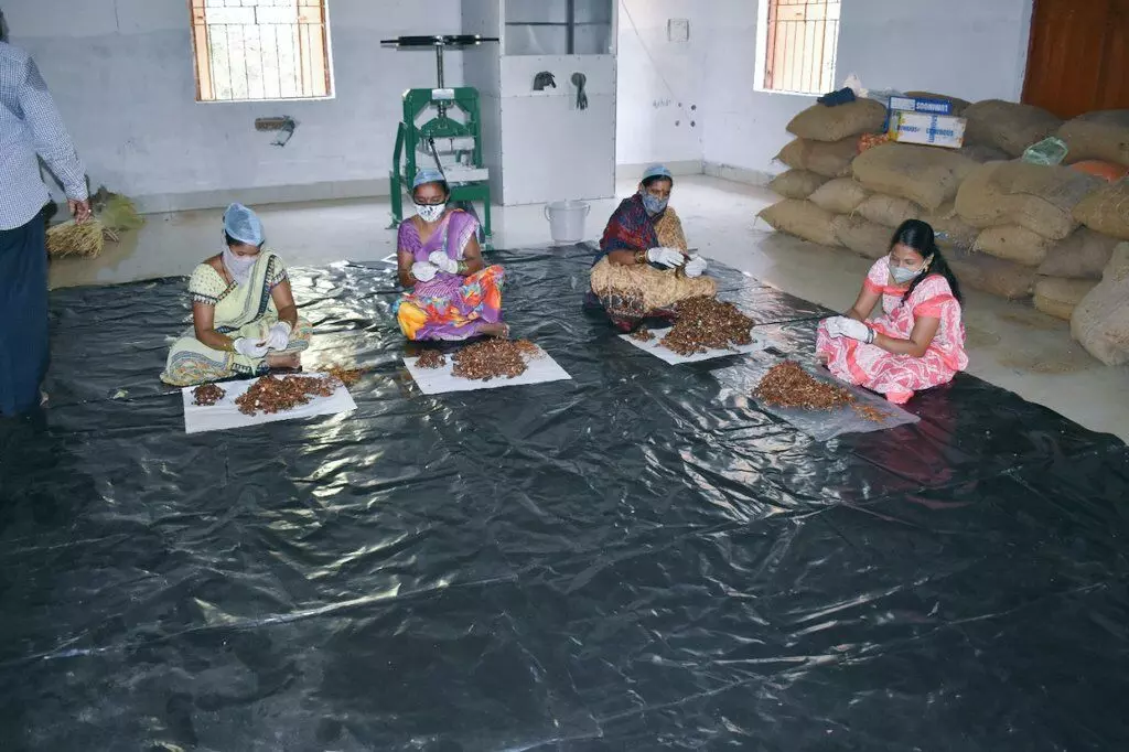 Tribal women peeling off tamarind to separate it from the seeds. While seedless tamarind fetches a higher price, its seeds are also high in demand for their commercial and pharmaceutical uses.