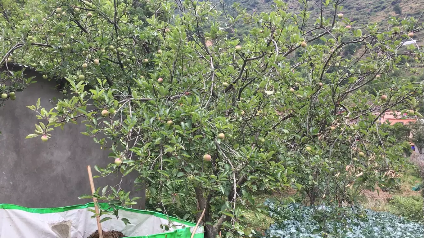  Along with vegetables, this area in Chamoli district is also known for its apples. Photo: Satyam Kumar