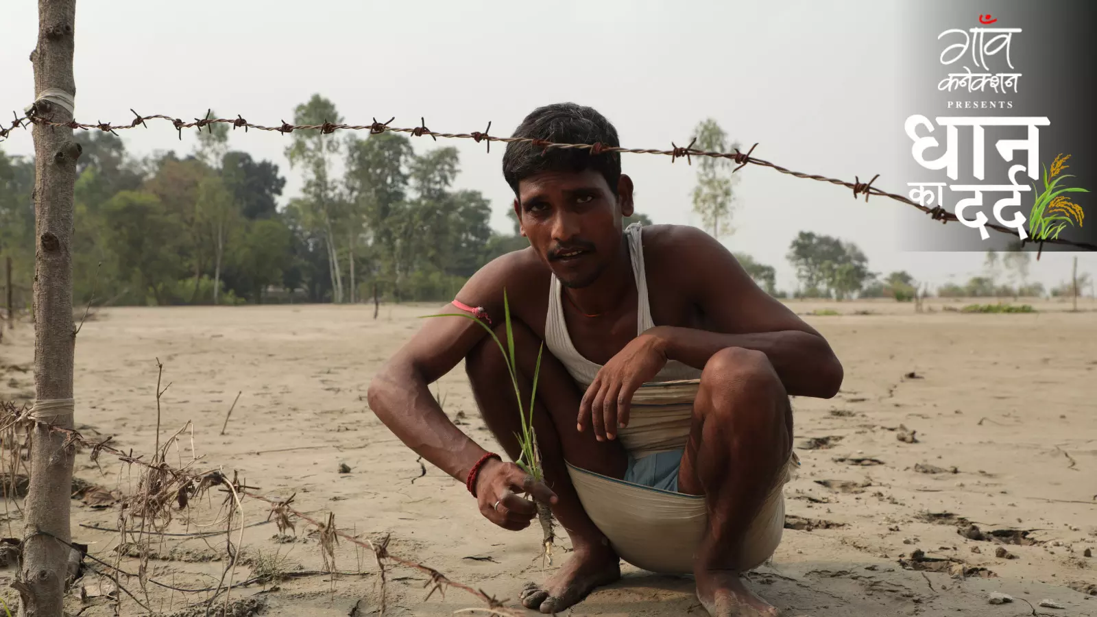 कृषि विशेषज्ञ इस साल धान उत्पादन में गिरावट की चेतावनी दे रहे हैं। फोटो: यश सचदेव