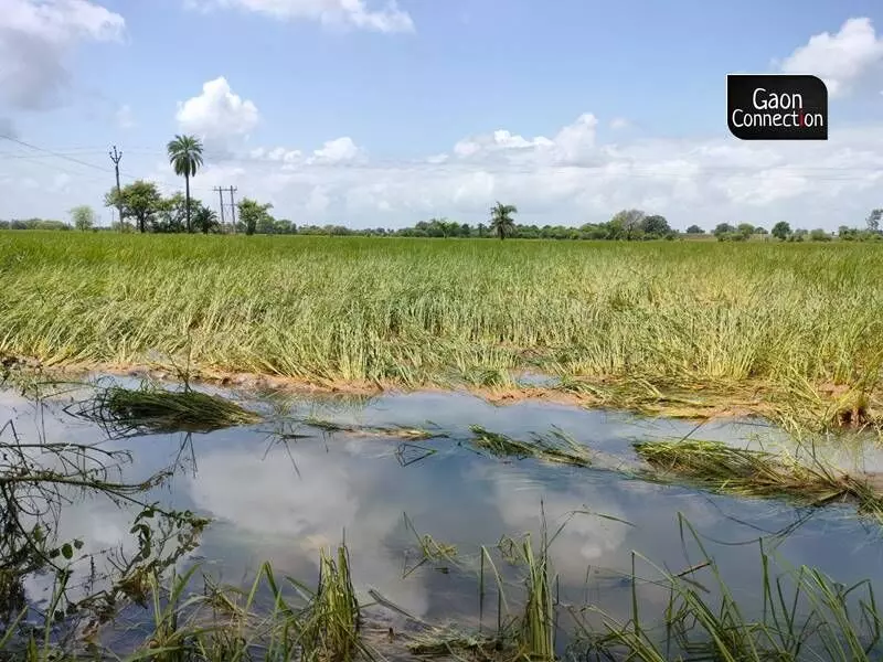 When Gaon Connection visited the flood-hit villages in the Vidisha district on August 23, waters from the Betwa river and its tributaries were all around as far as the eyes could see.