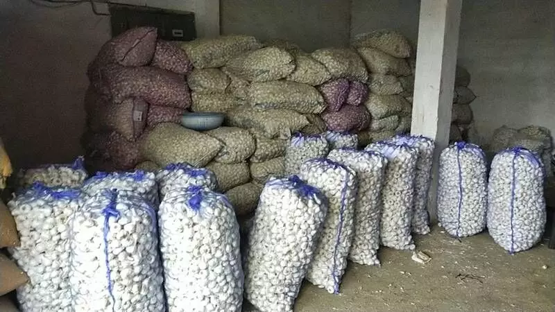 Most of the farmers have kept garlic stocked at their homes and are waiting for the prices to rise.