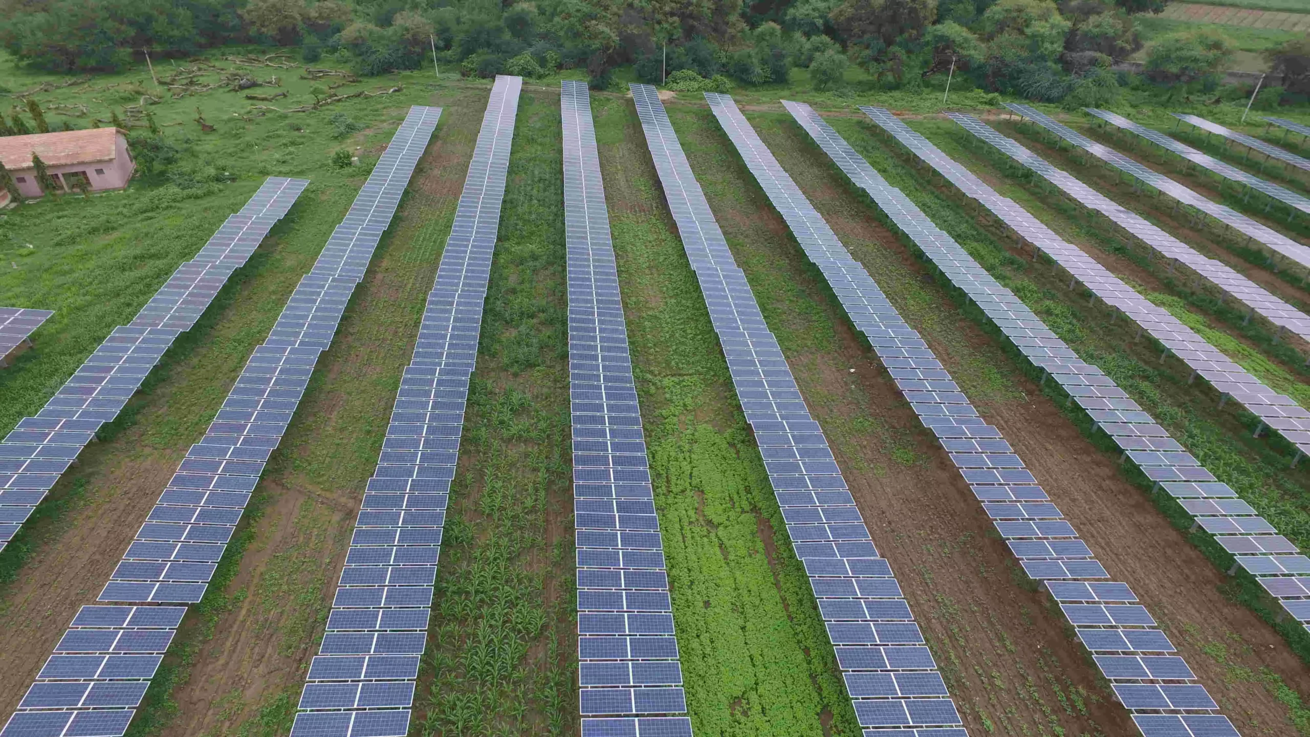 In an agro-photovoltaic plant, crops are grown under the solar panels and in the space in between rows of panels.