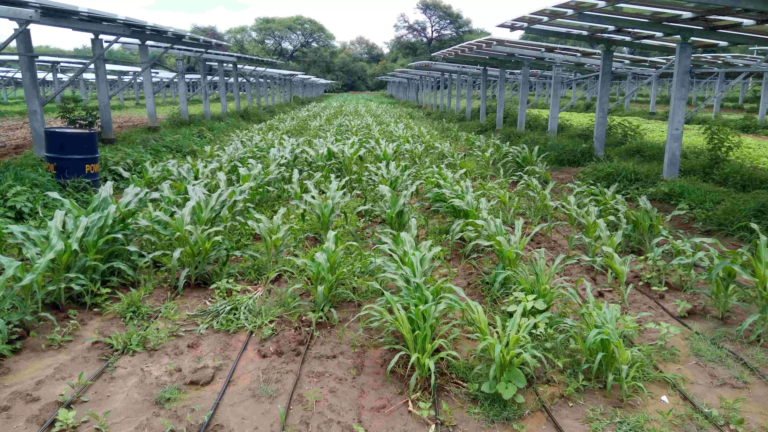 One of the limitation of this set up is that the mounts need to be higher to prevent the shadow effect on plants. But the height makes them susceptible to damage by high-speed winds.