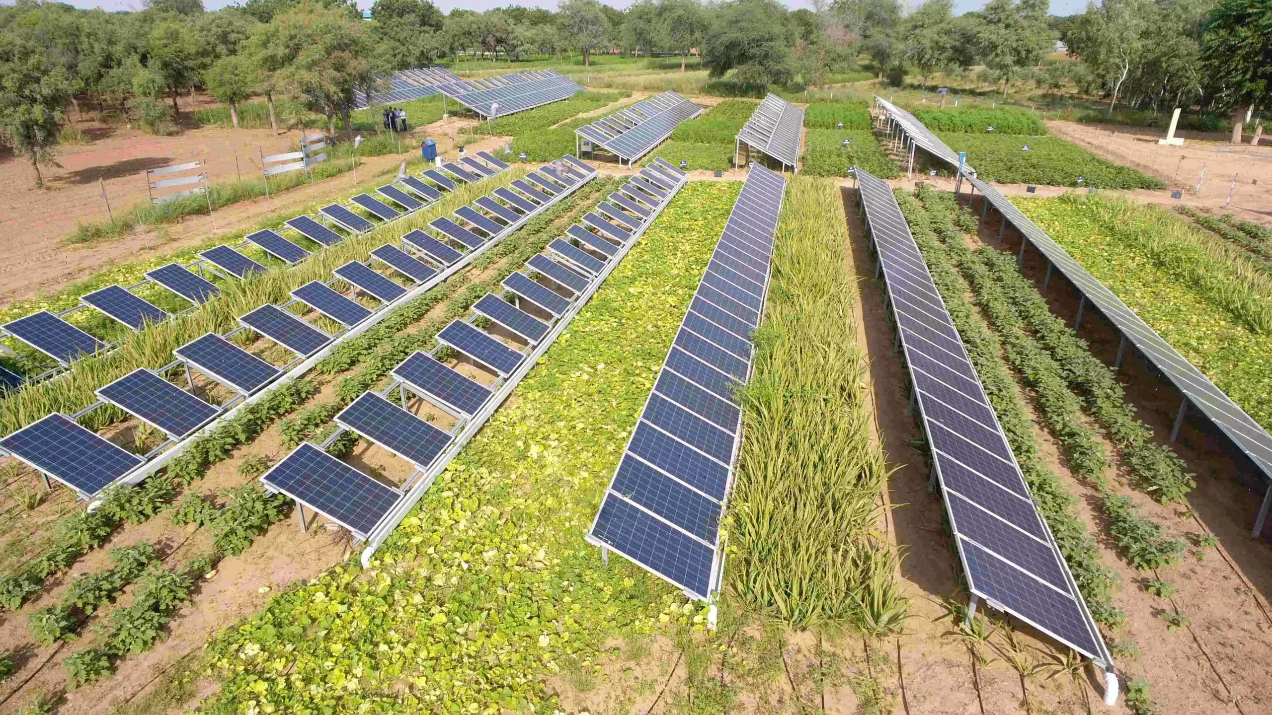 The water for cleaning the panels is put to dual use for irrigating the crops below.