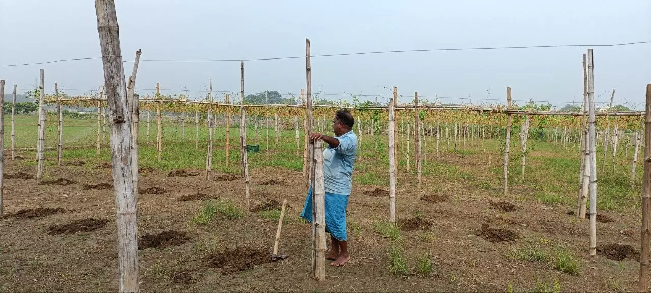 The farmers are looking at complete loss. No matter how much watering they do through pumps it is not the same as rainfall.