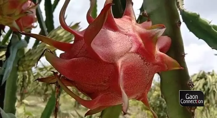 Dragon fruit is in high demand in metropolitan cities like Mumbai, Delhi, Pune and Bengaluru and is sold at a market price of Rs 300-Rs 400 per kilogramme.