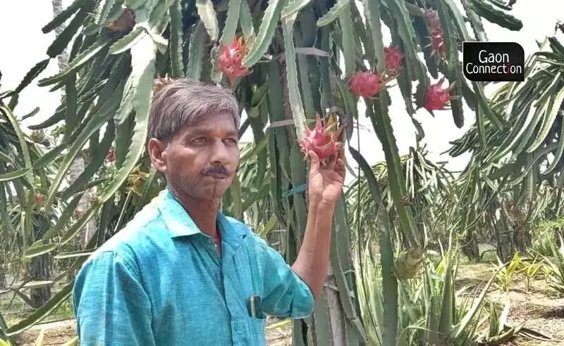 Gaya Prasad Maurya in his agricultural field in Barabanki. Photo by Virendra Singh