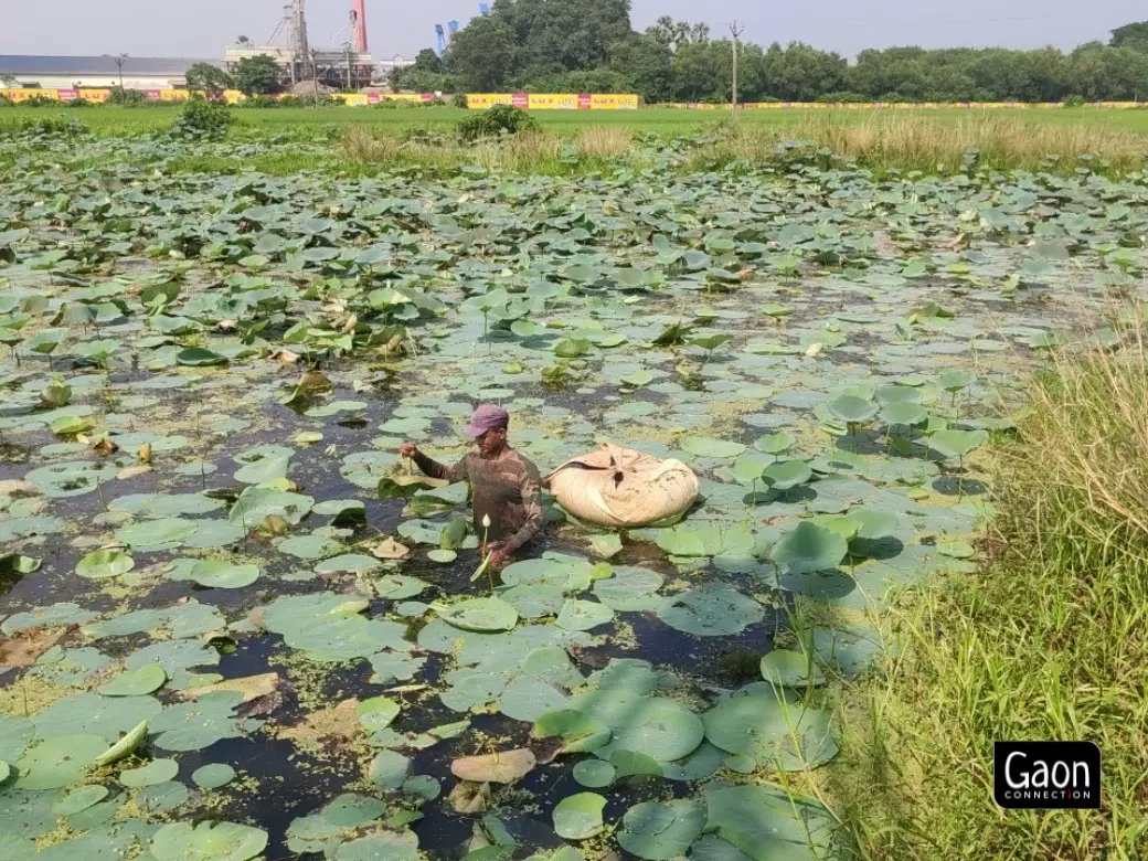 Farmers are always at a risk of getting bitten by venomous snakes in the pond during the lotus farming period.