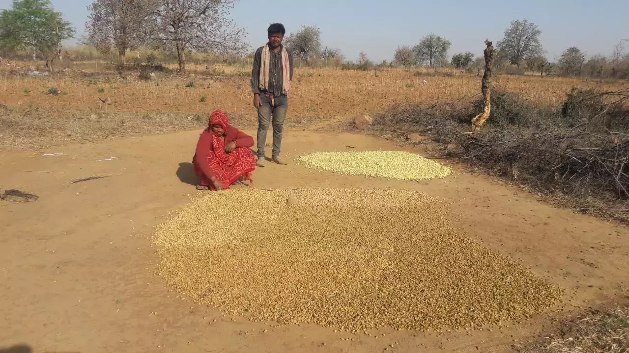 Tribal people collecting forest produce, mahua. Photo: Arun Singh