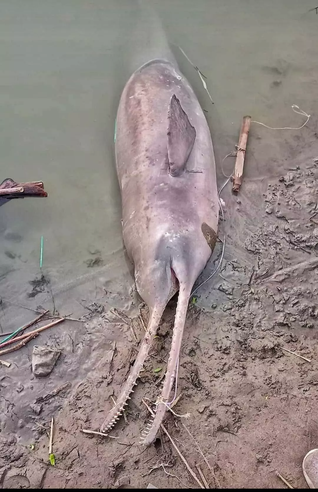 On September 13, a Ganges river dolphin was found floating on the surface of the river, dead with a fishnet tangled around its nose. Photo: Arvind Mishra