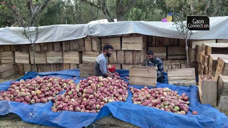 Kashmiri farmers say it is easier to grow apples than paddy.