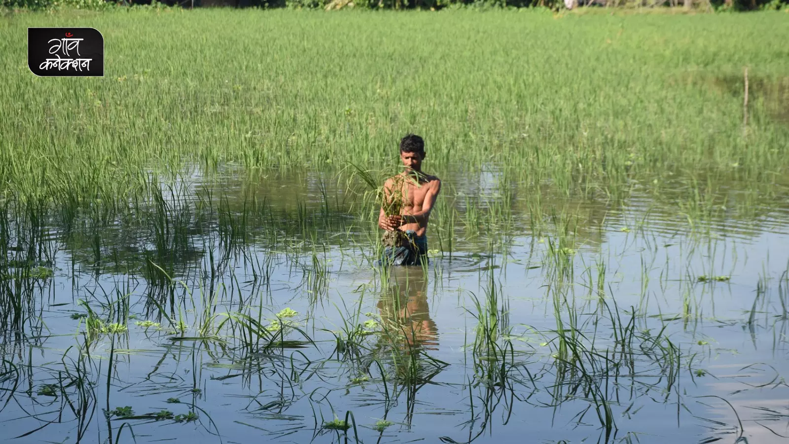  माझेरचर के रहने वाले मोहम्मद शाहीन का धान का खेत तीन फीट पानी के नीचे है।