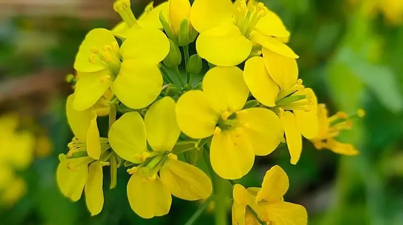 The GM mustard being deployed is riddled with problems with regard to its yield claims and the GM technology deployed to create it has also not been adequately tested