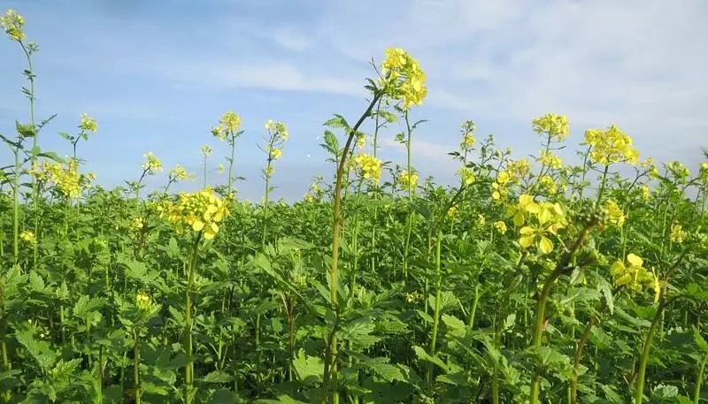 Indian mustard, technically known as Brassica juncea, does not respond well to hybridization compared to maize, pearl millet or castor due to the limitations of its genetic make-up.