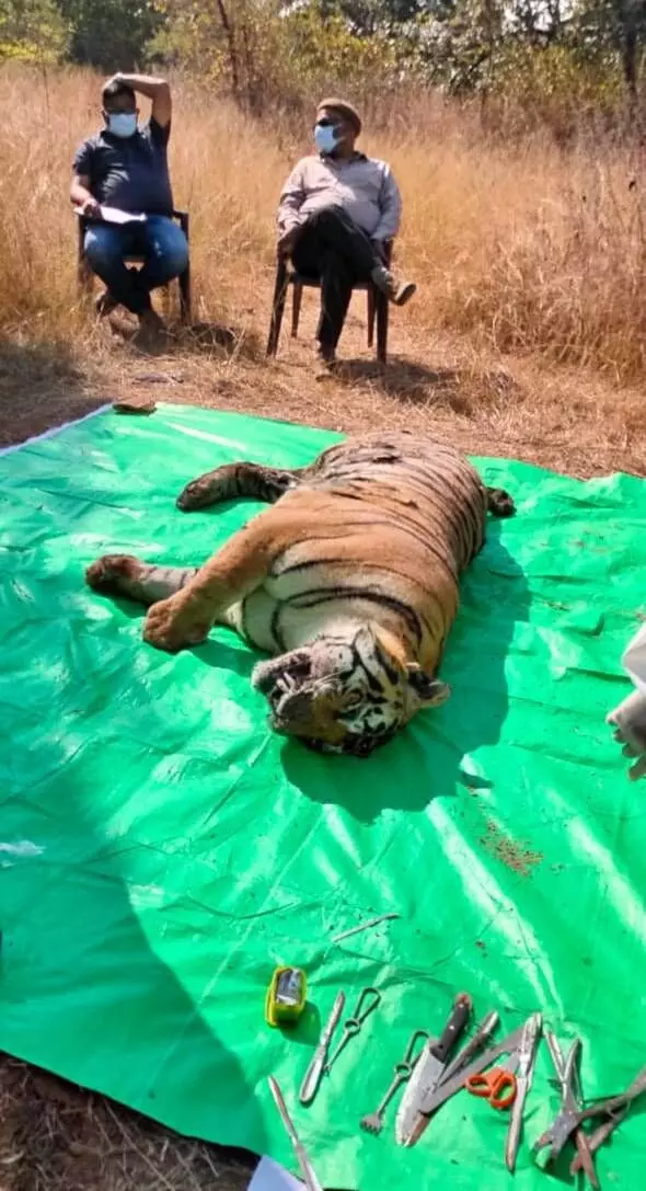 Conjecturing on the exact cause of death, a forest official said that the tiger must have got entangled in a wire, perhaps at Vikrampur.