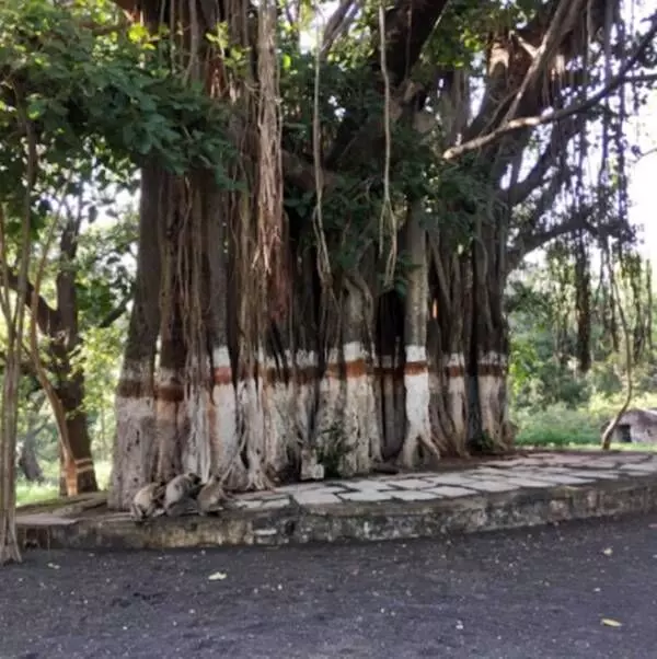 Dominant Bargad tree in the campus of Delabari, Forest Rest House (FRH).