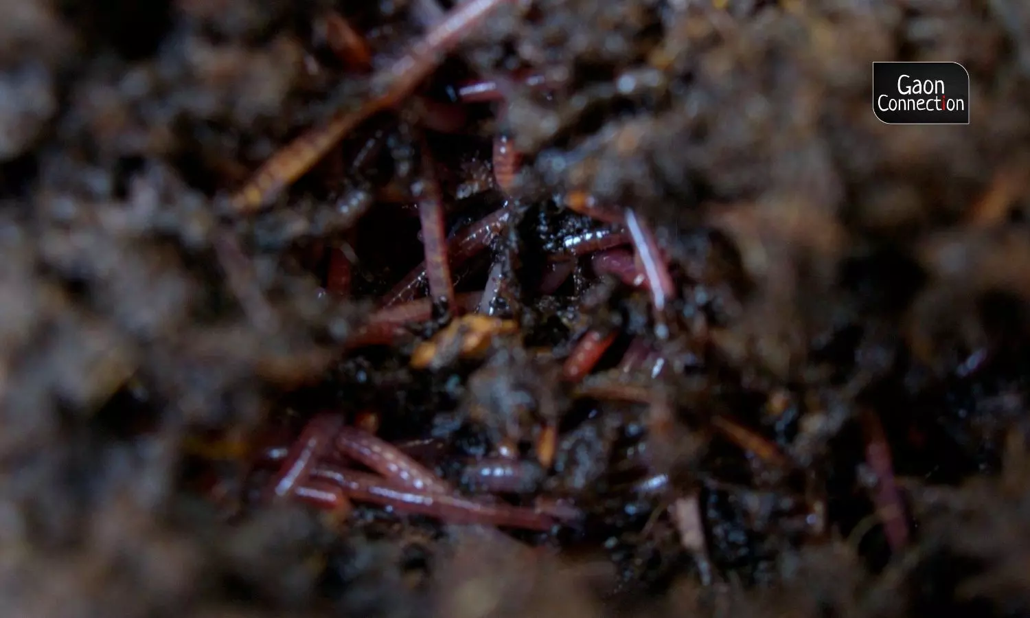 Vermicompost is a naturally produced fertiliser (using earthworms) which has reduced Patel household's dependence on chemical fertilisers. (Photo sourced via Flickr)