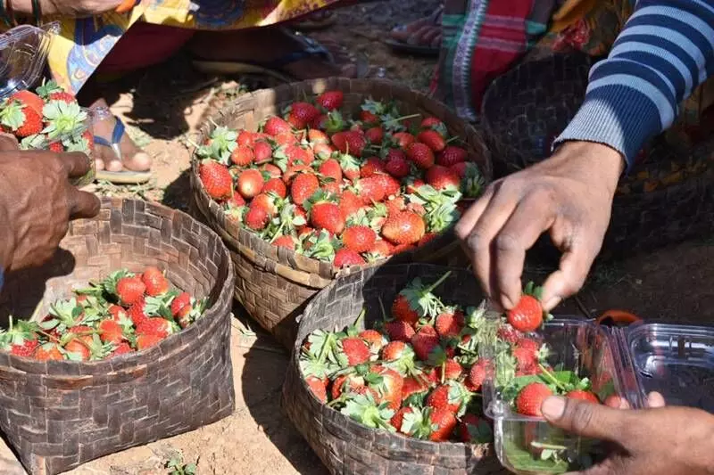 Saplings were planted in the last week of October 2022 and in December, 2022, almost 100 quintals of strawberries were harvested from one acre of land. 