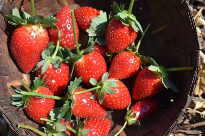 Strawberry farming is transforming the lives of 40 adivasi families living in the picturesque hills of these tribal-dominated districts of Odisha.