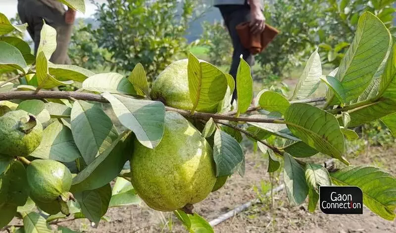 These fruits are not only bigger in size as compared to the indigenous varieties of guava but also fetch almost thrice the market price. 