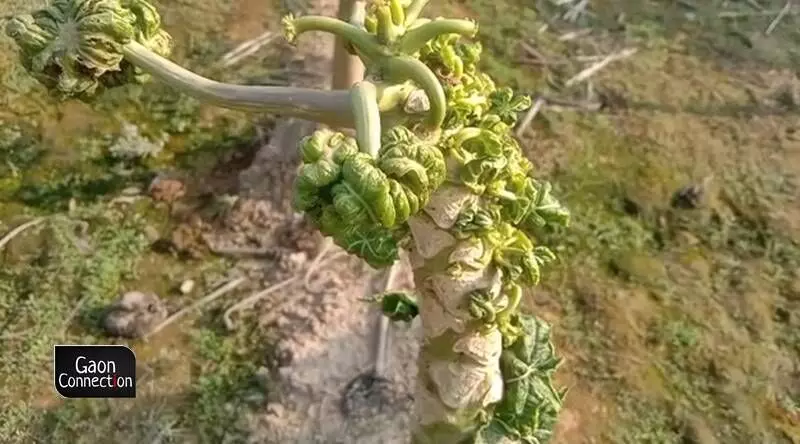 Characteristic ringspots develop on the fruits. Plants may be stunted with fewer fruits than normal, but they rarely die from infection. The disease affects the flavour of the fruit.