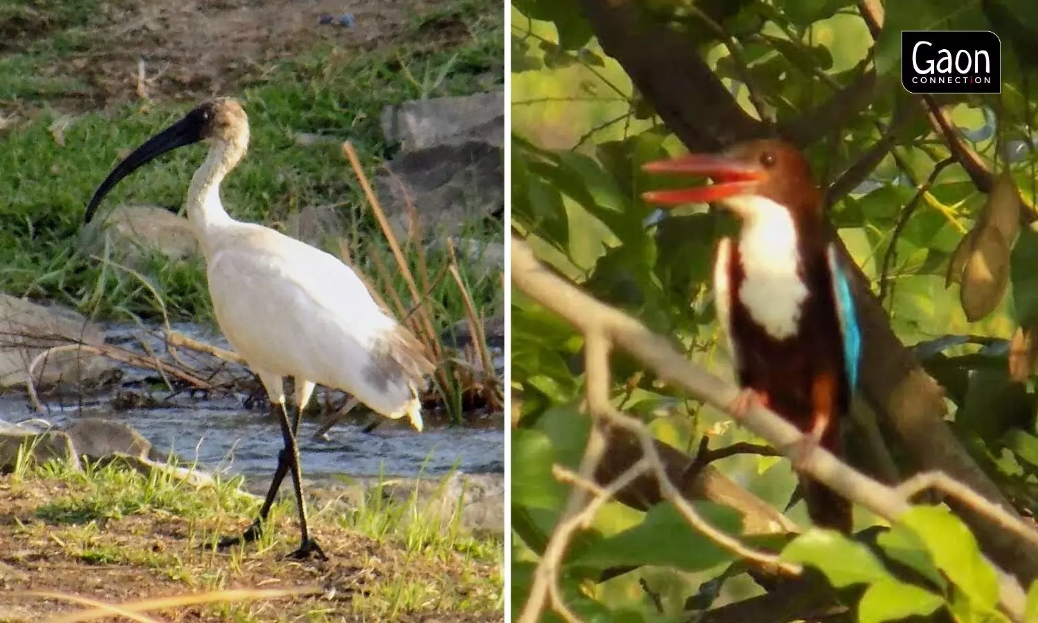 Due to the sustained efforts of its youth, Kiraksal, spread over 1,802.64 hectares, and surrounded by hills, wetlands and forests, has become a hub of biodiversity activities.